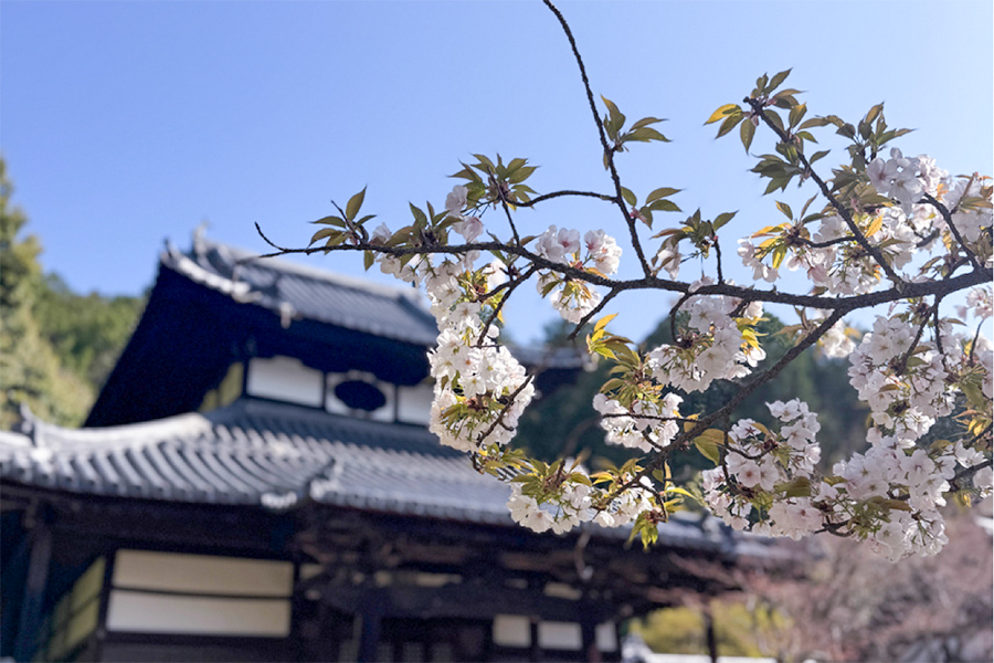 桜re